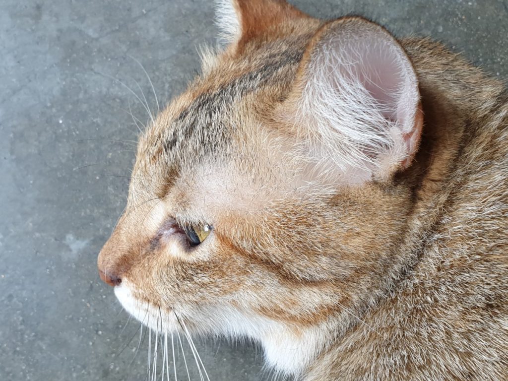 The rear cameras of the Galaxy Note9 are capable of capturing immense amounts of detaill. Note the hairs and whiskers on the cat.