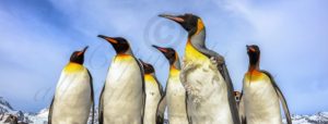 Malaysian photographer Bonnie Yap gets up close and personal with the locals in South Georgia 7