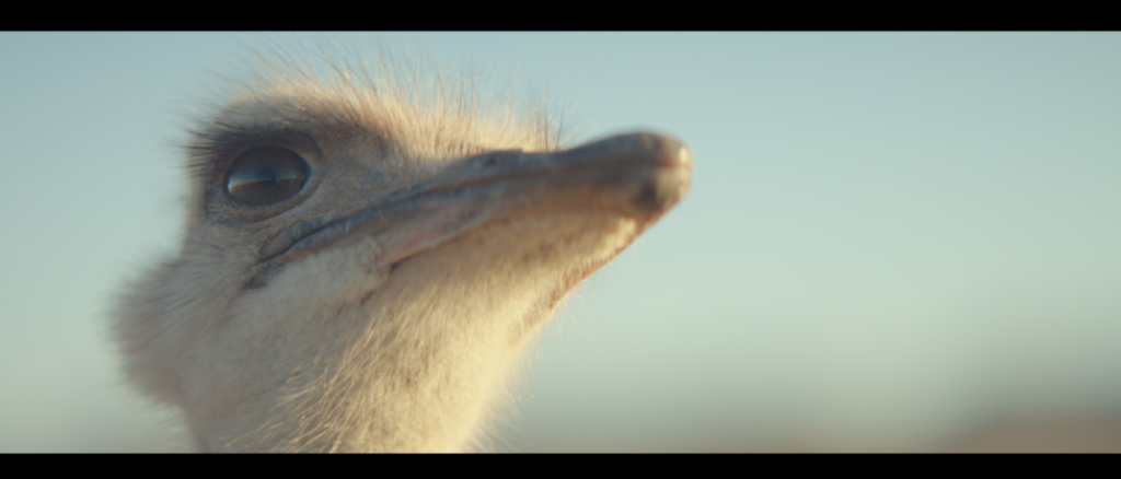 Samsung’s ostrich ad scores awards aplenty at Cannes and beyond 1