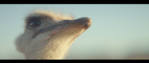 Samsung’s ostrich ad scores awards aplenty at Cannes and beyond 16