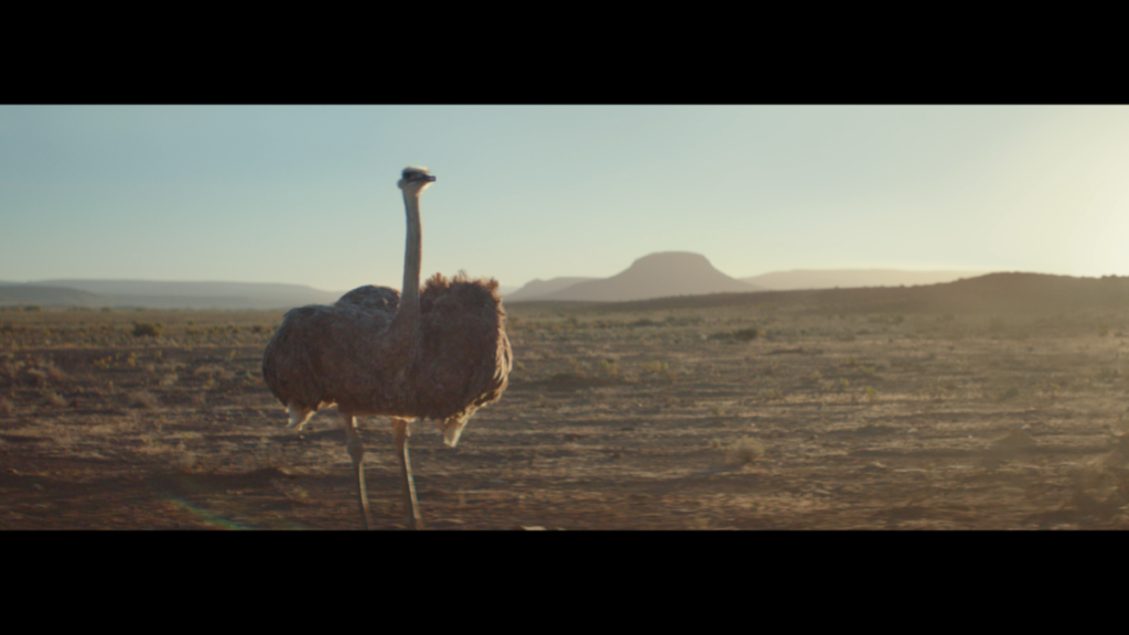 Samsung’s ostrich ad scores awards aplenty at Cannes and beyond 2