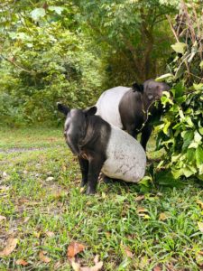 Tapir 3