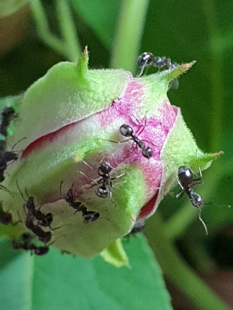 The Galaxy Note9 is capable of astounding close-ups like this shot of ants on a budding flower.
