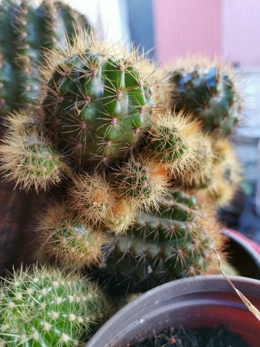 The VIew20's AI Ultra Clarity mode helps you capture tons of detail and allows for exceptional close-ups as you can see every bit of detail on this cactus