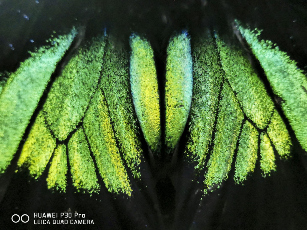 Macro mode of a butterfly's wing. Image Sanjitpaal Singh Captured with P30 Pro
