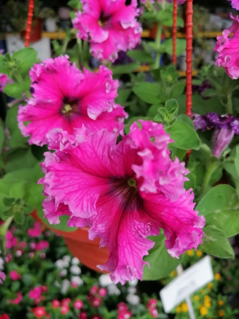 Huawei Y9 Prime 2019 flowers macro