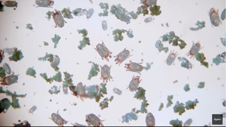 dyson dust mites