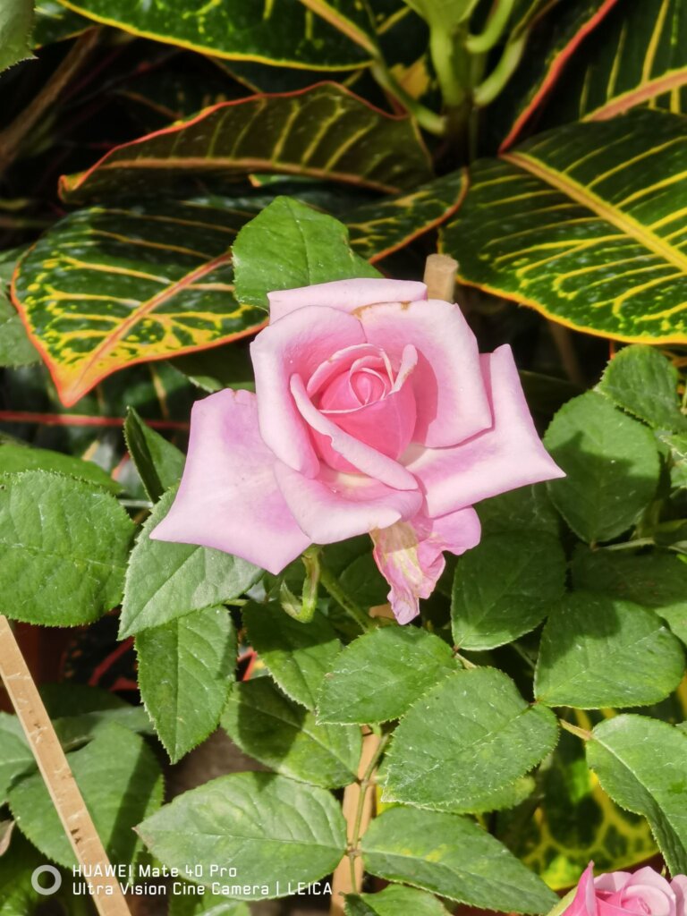 Huawei Mate 40 Pro First Look pink flower