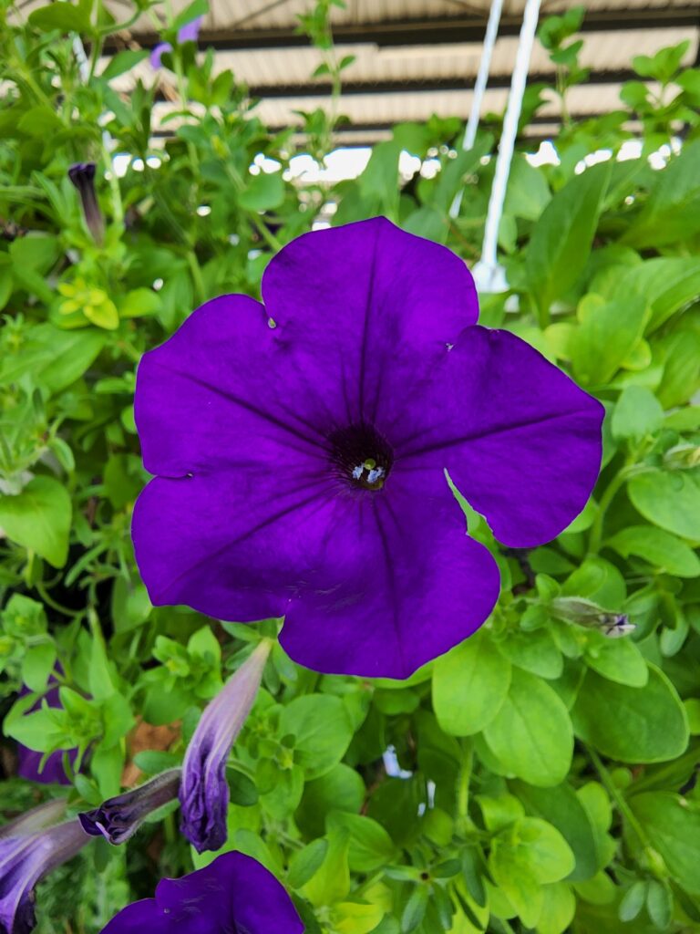 Samsung Galaxy S22 Ultra Review purple flower