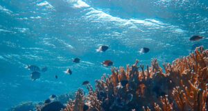 Jabra sustainability efforts enhanced with pledge to protect 62,000 football fields worth of ocean in Asia Pacific 3