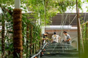 Lazada teams up with Nutribah to digitalise Sabah agriculture sector 4