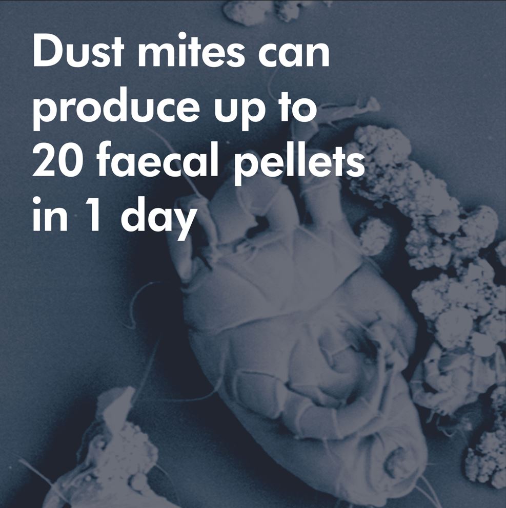 dyson malaysia dust mites