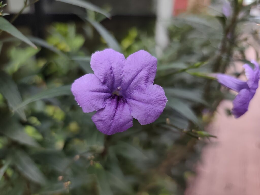 Xiaomi Redmi Note 14 Pro Plus 5G camera flower