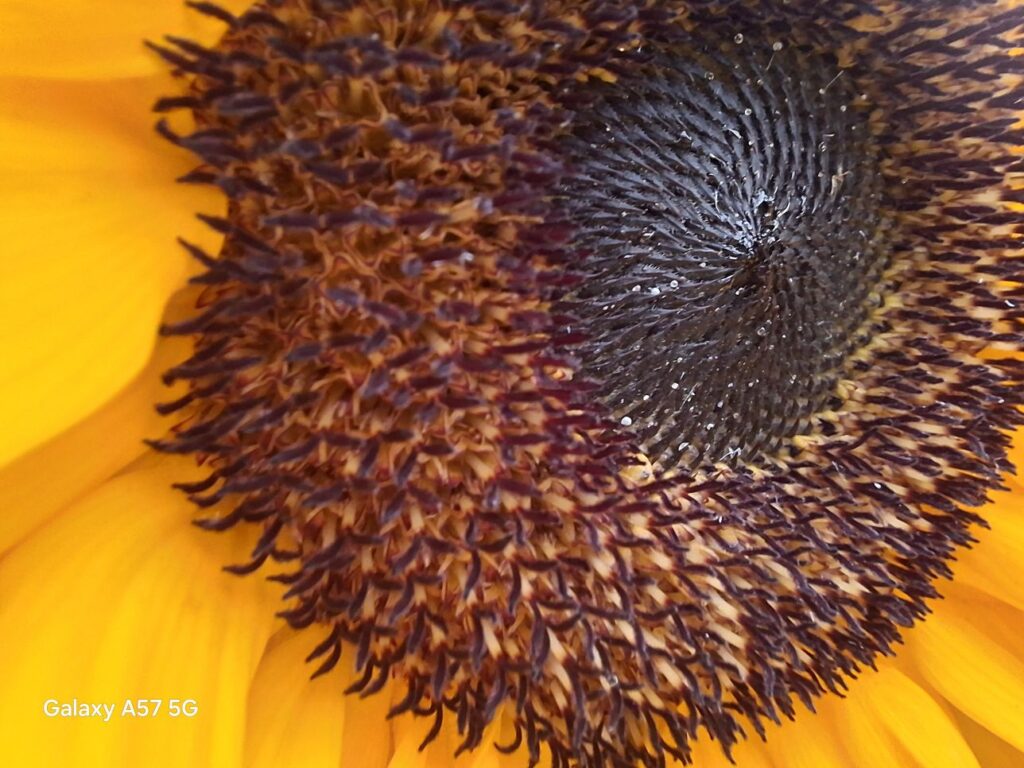 Samsung Galaxy A57 Review camera 2