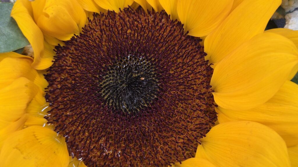 Samsung Galaxy Z Fold8 Review macro
