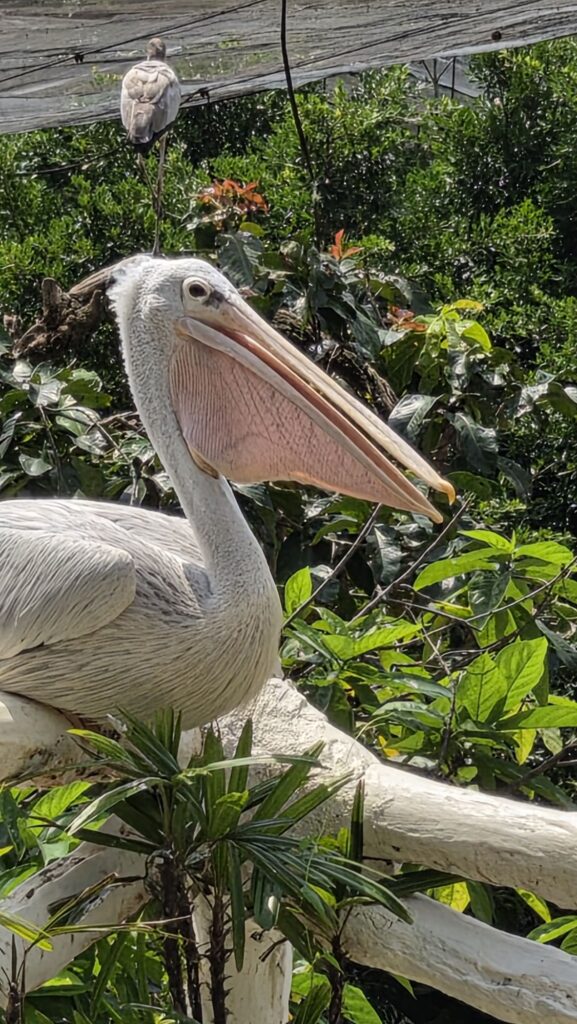 Samsung Galaxy Z Fold8 Review bird 2