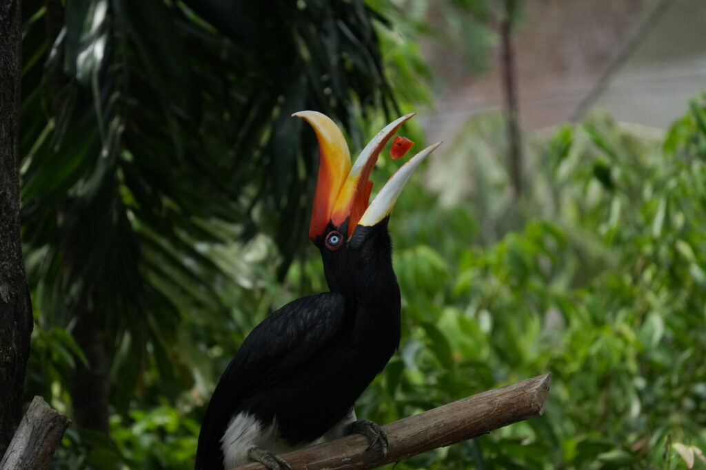 Sony FE 100-400mm F5.6-8 OSS 2